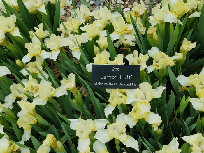 lemon puff